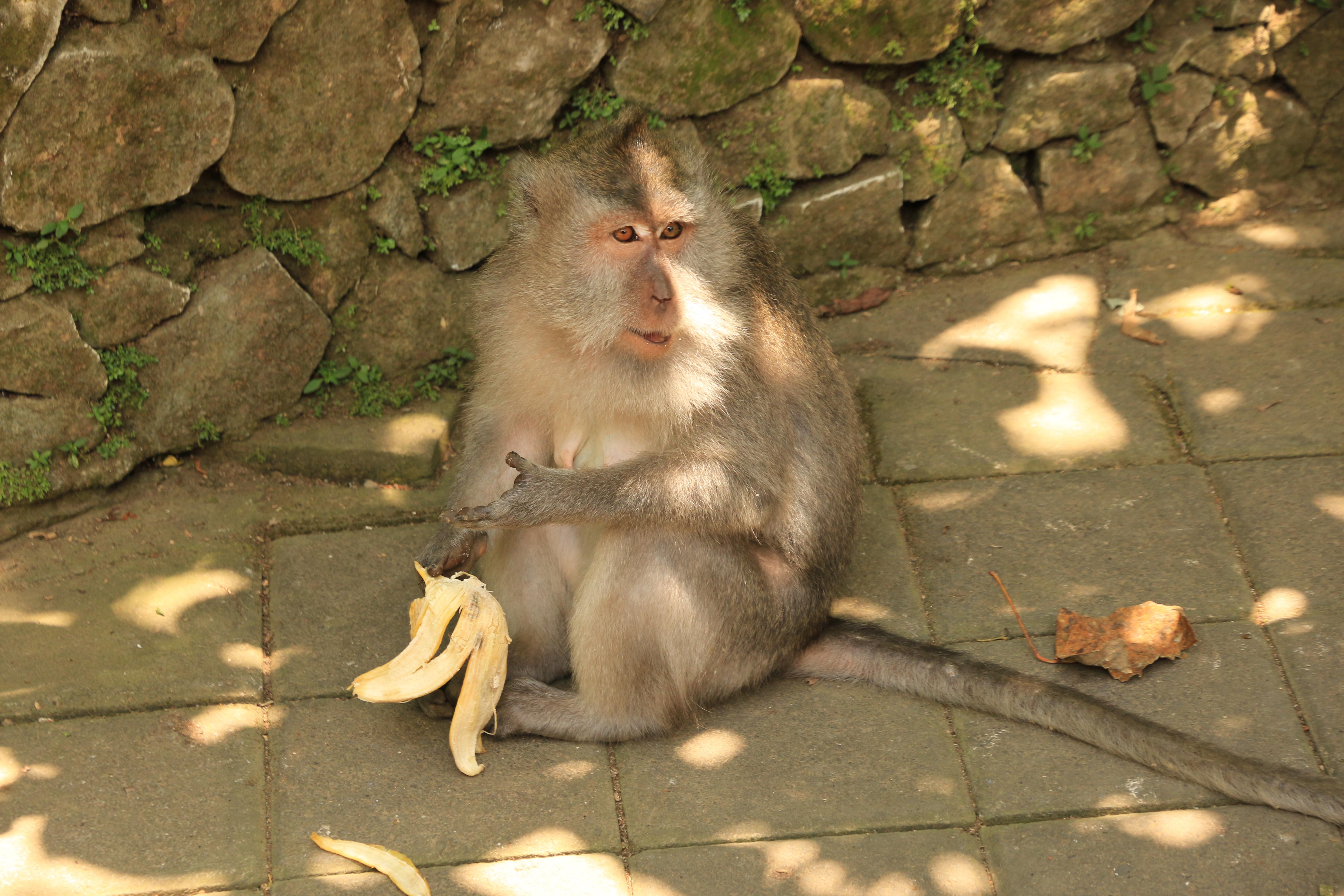 Ubud monkeys